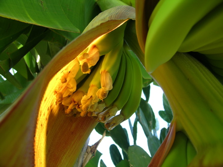 mainbanane